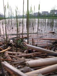 <img200*0:stuff/Reeds_III.jpg>