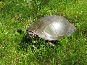 <img300*0:stuff/Reptile.jpg>