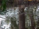 <img0*100:stuff/Ripples_on_the_water.jpg>