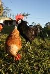<img100*0:stuff/Rooster%20Brownie.jpg>
