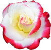 <img0*100:stuff/Rose.png>