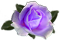 <img:stuff/RoseBulletLav.png.jpg>