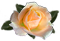 <img:stuff/RoseBulletOrPeach.png.jpg>