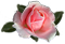 <img:stuff/RoseBulletPeach.png.jpg>