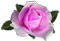 <img:stuff/RoseBulletPink.png.jpg>