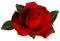 <img:http://elftown.heddate.com/stuff/RoseBulletRed.png.jpg>