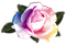 <img:stuff/RoseBulletVar.png.jpg>