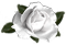<img:stuff/RoseBulletWhite.png.jpg>