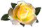 <img:stuff/RoseBulletYel.png.jpg>