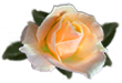 <img:stuff/RoseOrPeach.png.jpg>