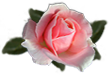 <img:stuff/RosePeach.png.jpg>
