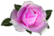 <img:stuff/RosePink.png.jpg>