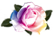 <img:stuff/RoseVar.png.jpg>