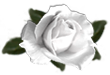 <img:stuff/RoseWhite.png.jpg>