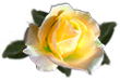 <img:stuff/RoseYel.png.jpg>