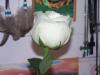 <img100*0:http://elftown.heddate.com/stuff/Rose_1.jpg>