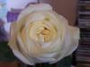 <img100*0:http://elftown.heddate.com/stuff/Rose_2.jpg>