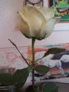 <img100*0:http://elftown.heddate.com/stuff/Rose_3.jpg>