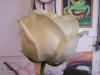 <img100*0:http://elftown.heddate.com/stuff/Rose_4.jpg>