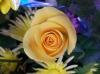 <img100*0:stuff/Rose_Reference.jpg>