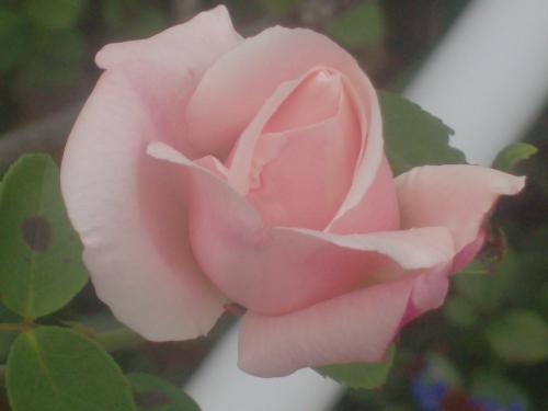 <img500*375:stuff/Rose_on_the_walk.jpg>