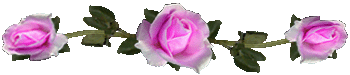 <img:stuff/RosesDividerPink.gif>