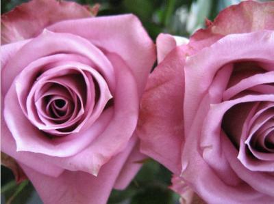 <img400*0:stuff/RosesJanouk.jpg>