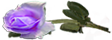 <img:stuff/RosesLeftLav.png.jpg>