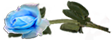 <img:stuff/RosesLeftLtBlue.png.jpg>