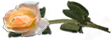 <img:stuff/RosesLeftOrPeach.png.jpg>