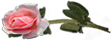 <img:stuff/RosesLeftPeach.png.jpg>