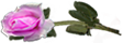 <img:stuff/RosesLeftPink.png.jpg>