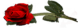 <img:http://elftown.heddate.com/stuff/RosesLeftRed.png.jpg>