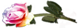 <img:stuff/RosesLeftVar.png.jpg>
