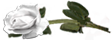 <img:stuff/RosesLeftWhite.png.jpg>