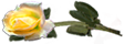 <img:stuff/RosesLeftYel.png.jpg>