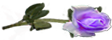 <img:stuff/RosesRightLav.png.jpg>