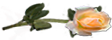 <img:stuff/RosesRightOrPeach.png.jpg>
