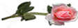 <img:stuff/RosesRightPeach.png.jpg>