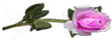 <img:stuff/RosesRightPink.png.jpg>