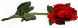 <img:http://elftown.heddate.com/stuff/RosesRightRed.png.jpg>