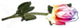 <img:stuff/RosesRightVar.png.jpg>
