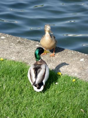 <img300*0:stuff/Sah_Bremen11.jpg>