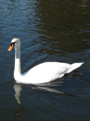 <img300*0:stuff/Sah_London17.jpg>