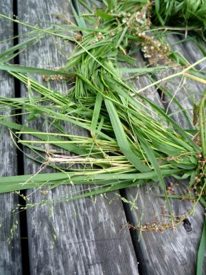 <img300*0:stuff/Sah_juhannus.JPG>