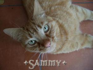 <img300*0:stuff/Sam%20copy.jpg>
