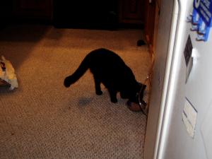 <img300*0:stuff/Sammy_.jpg>
