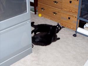<img300*0:stuff/Sammy_and_Cali.jpg>