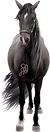<img:stuff/Samson50.png>