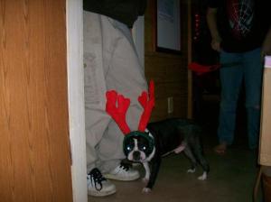 <img300*0:http://elftown.heddate.com/stuff/Santa%27s_Little_Raindeer.jpg>